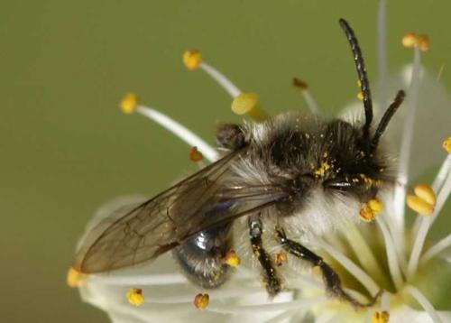 Andrena cineraria